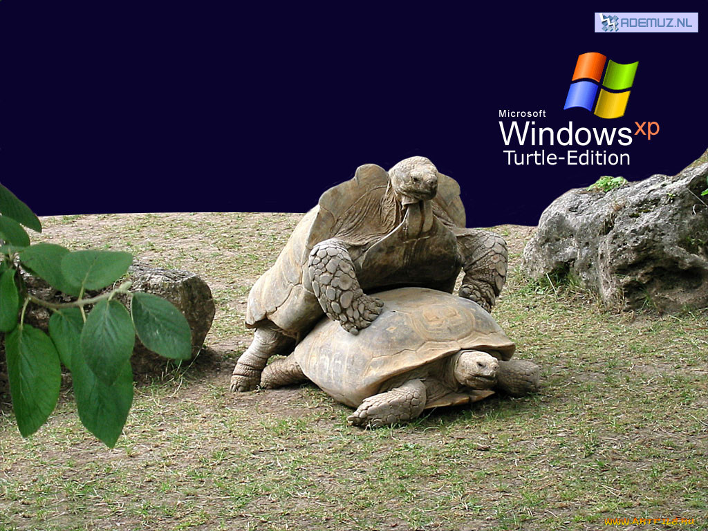 , windows, xp
